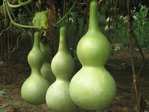 葫芦的独特风水作用